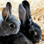 Should You Pair Young & Old Rabbits? Advice from Alpha Vets