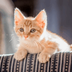 A Guide to Developing Cats from Our Team at Claygate Vets