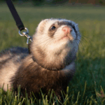 Walking a Ferret in East Molesey? What You Should Know