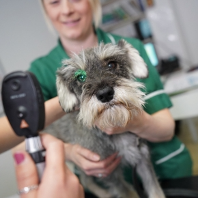 Claygate Vets’ Way: Personal, Pet-First Care Without the Corporate Fuss