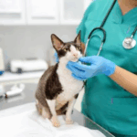 9 Ways Our Vet Nurses Help Pets & Owners in East Molesey