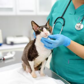 9 Ways Our Vet Nurses Help Pets & Owners in East Molesey
