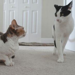 Ideas From Our Nurses in Greater London on Keeping Cats Calm