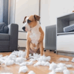 What´s Causing Your Pet´s Problem Behaviours?