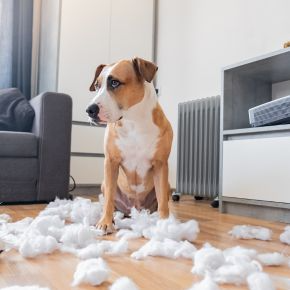 What´s Causing Your Pet´s Problem Behaviours?