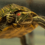 Our Vet Darren Partridge Shares What You Should Know About Turtle Care