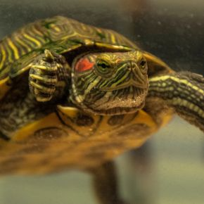 Our Vet Darren Partridge Shares What You Should Know About Turtle Care