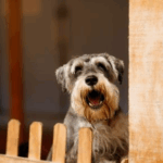 The Reasons Dogs Bark & How to Alter Their Behaviour