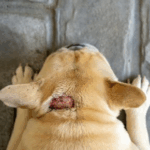 Our Vet Darren Partridge Discusses Hot Spots on Pets