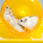 Which Toys Do Small Furry Pets Love?