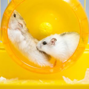 Which Toys Do Small Furry Pets Love?