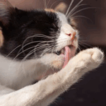 Our Vet Darren Partridge Shares Key Reasons for Cat Overgrooming