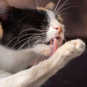 Our Vet Darren Partridge Shares Key Reasons for Cat Overgrooming