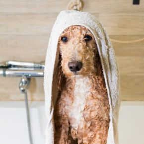 Alpha Vets’ Nurses Share Tips on Better Grooming