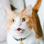Our nurses at Claygate Vets Share the Language of a Happy Cat
