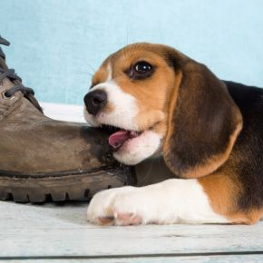 Molesey Vets’ Nurses Answer: Why Dogs Chew