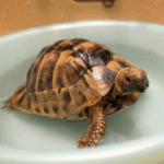 Molesey Vets’ Summer Heat Guide for Exotic Pets