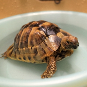 Molesey Vets’ Summer Heat Guide for Exotic Pets