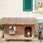 Create a Cool Garden Spot Just for Cats this Summer