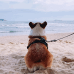 Preparing for a Dog-Friendly Beach Day with Claygate Vets