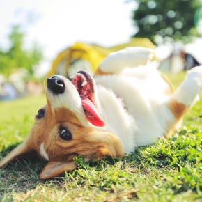 Tips for Dog-Friendly Holidays from Alpha Vets
