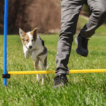 Could a DIY Dog Agility Course be Your Dog’s Best Friend this Summer?