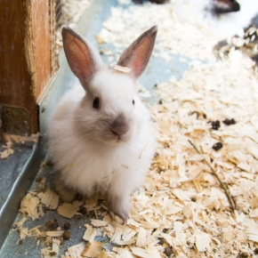 Keeping Rabbits, Guinea Pigs & Small Pets Cool in Hot Weather