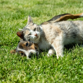 Summer Skin Care for Dogs & Cats in Teddington