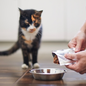 Choosing Holiday Care for Cats in Surrey