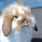 Flystrike & Heatstroke in Rabbits: Top Tips from Our Vets
