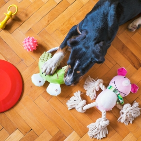 How intelligent is your dog? Take Our Test
