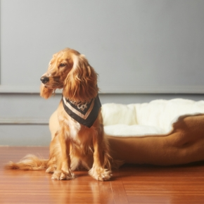 Adjusting to Life with a New Pet in Surrey