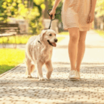 Why Dog Walks Are Dangerous in Warm Weather