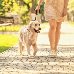 Why Dog Walks Are Dangerous in Warm Weather