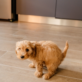 Puppy Problems: How to Toilet Train Your New Pup