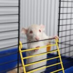 How Smart Is Your Pet Rat? Try This Fun At-Home IQ Test