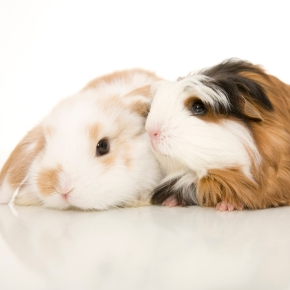 Subtle Signs Your Rabbit or Guinea Pig Might Be Unwell
