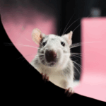Rodent Geniuses: Just How Clever Are Fancy Rats?