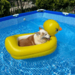 Summer of Fun: Pet Water Safety Advice