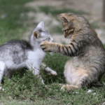 Territory Troubles: Introducing a New Cat to Your Home