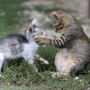 Territory Troubles: Introducing a New Cat to Your Home