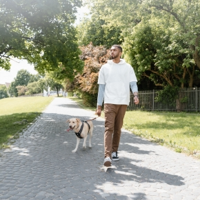 How Hot is Too Hot for Dog Walks in Greater London?