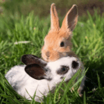 Life in Pairs: Why Rabbits Need Rabbit Friends