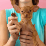 Are You a Dog Person, Prefer Cats, or Something Else?
