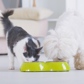 Is Insect Protein Dog Food or Cat Food Good for Pets?