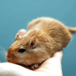 Lumps on Pet Rodents – A Guide from Molesey Vets
