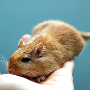 Lumps on Pet Rodents – A Guide from Molesey Vets