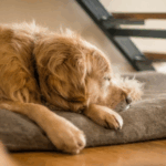 How to Create Pet Zones to Enhance Their Wellbeing