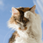 Why Late Summer Can Be Itchy Season for Pets