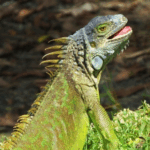 Need-To-know Facts About Iguana Care